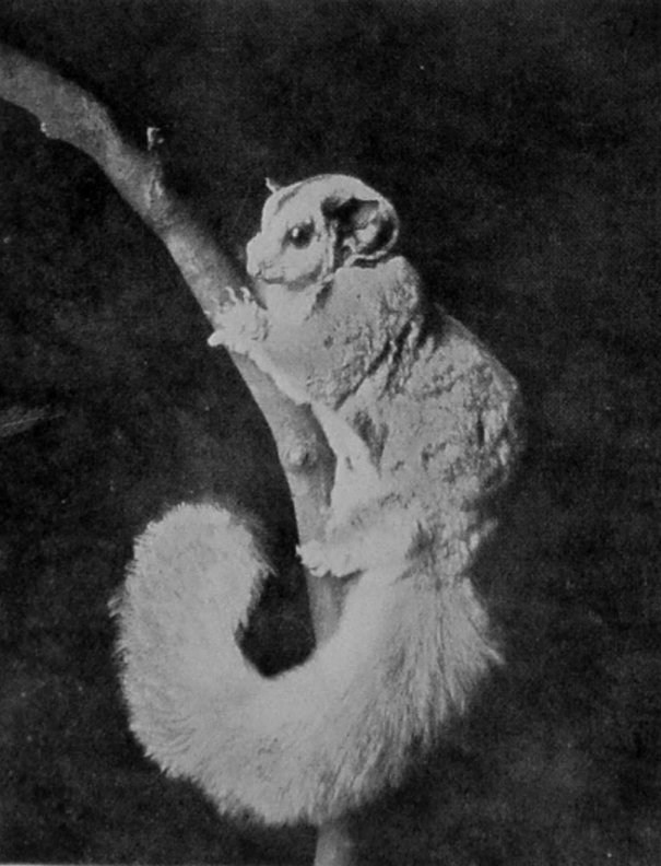 SQUIRREL-LIKE FLYING-PHALANGER OF     VICTORIA. SQUIRREL-LIKE FLYING-PHALANGER OF     VICTORIA.