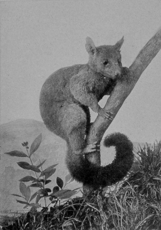 COMMON GREY OPOSSUM, OR PHALANGER. COMMON GREY OPOSSUM, OR PHALANGER.