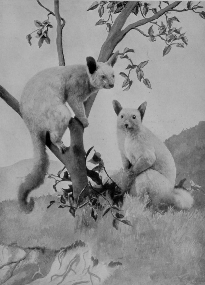 AUSTRALIAN GREY OPOSSUM, OR PHALANGER. AUSTRALIAN GREY OPOSSUM, OR PHALANGER.