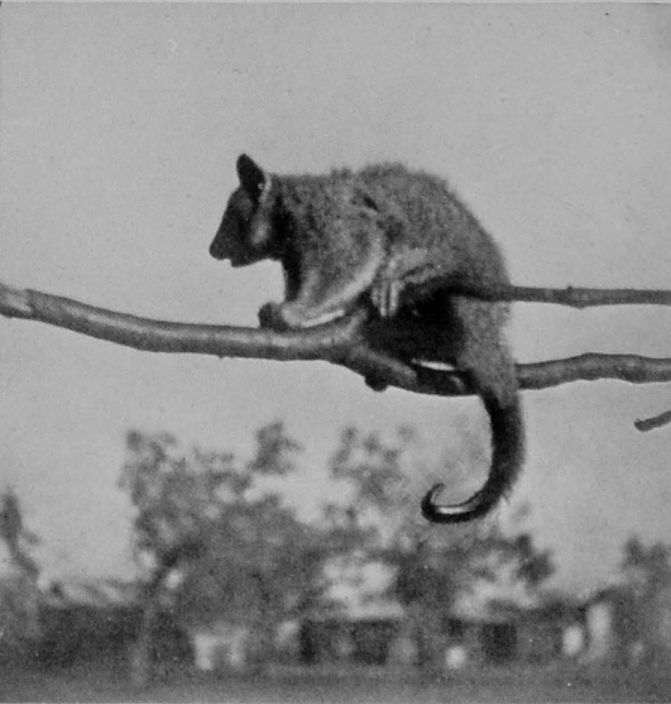 PROFILE VIEW OF GREY OPOSSUM, OR     PHALANGER. PROFILE VIEW OF GREY OPOSSUM, OR     PHALANGER.