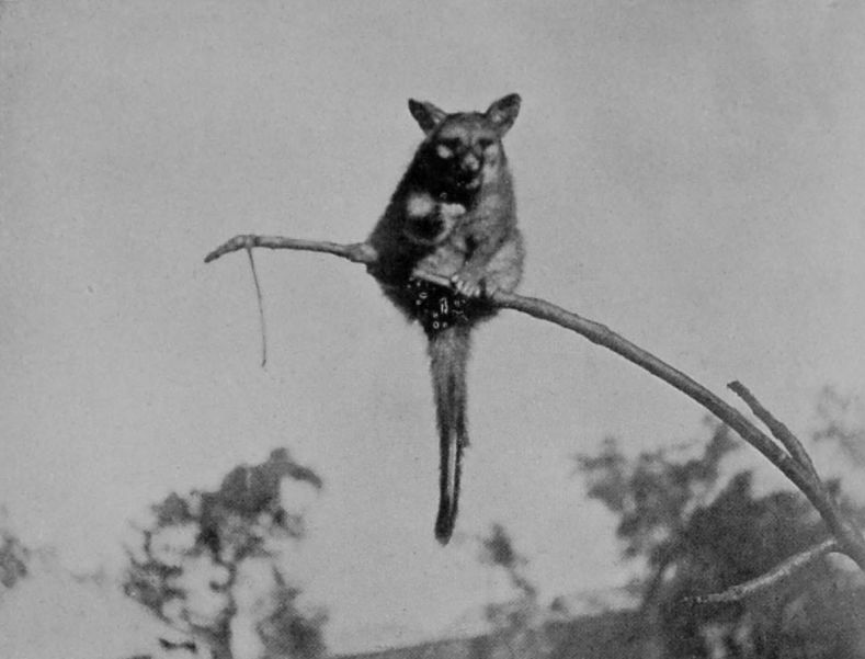 FRONT VIEW OF GREY OPOSSUM, OR     PHALANGER. FRONT VIEW OF GREY OPOSSUM, OR     PHALANGER.
