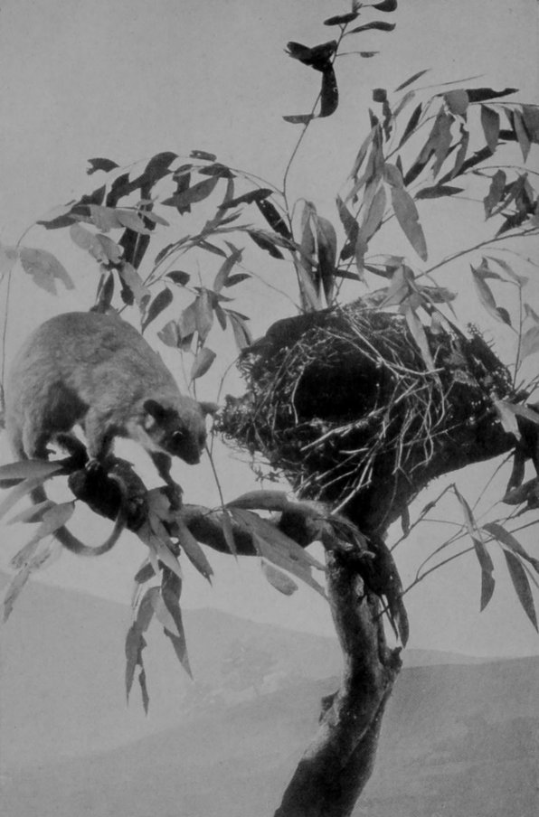 RING-TAILED OPOSSUM, OR PHALANGER, AND     NEST. RING-TAILED OPOSSUM, OR PHALANGER, AND     NEST.
