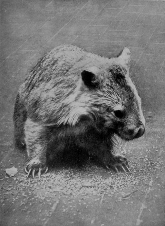 COMMON WOMBAT. COMMON WOMBAT.