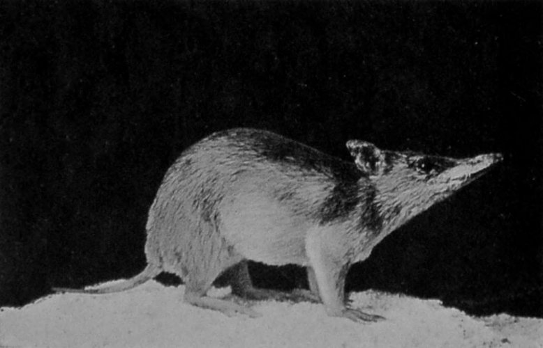 LONG-NOSED AUSTRALIAN BANDICOOT. LONG-NOSED AUSTRALIAN BANDICOOT.