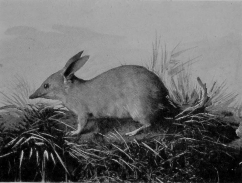 RABBIT-BANDICOOT. RABBIT-BANDICOOT.