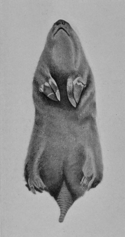 UNDER SURFACE OF POUCHED MOLE. UNDER SURFACE OF POUCHED MOLE.