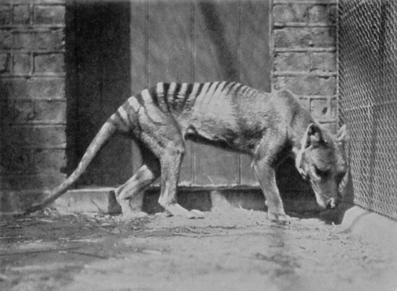 TASMANIAN WOLF. TASMANIAN WOLF.