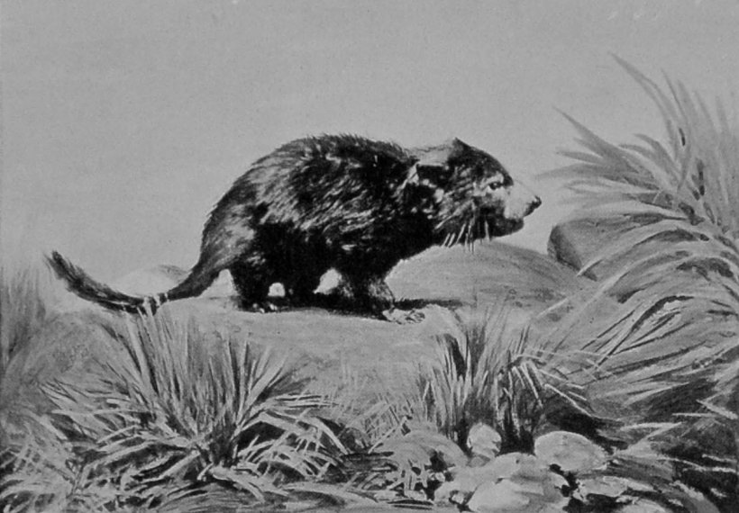 TASMANIAN DEVIL. TASMANIAN DEVIL.