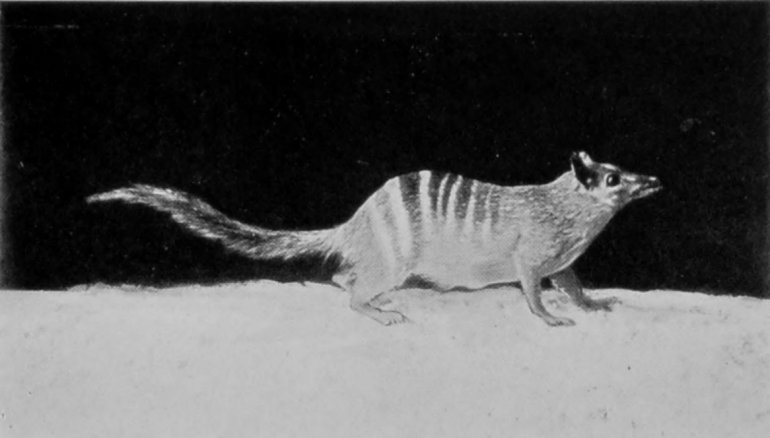 BANDED ANT-EATER. BANDED ANT-EATER.