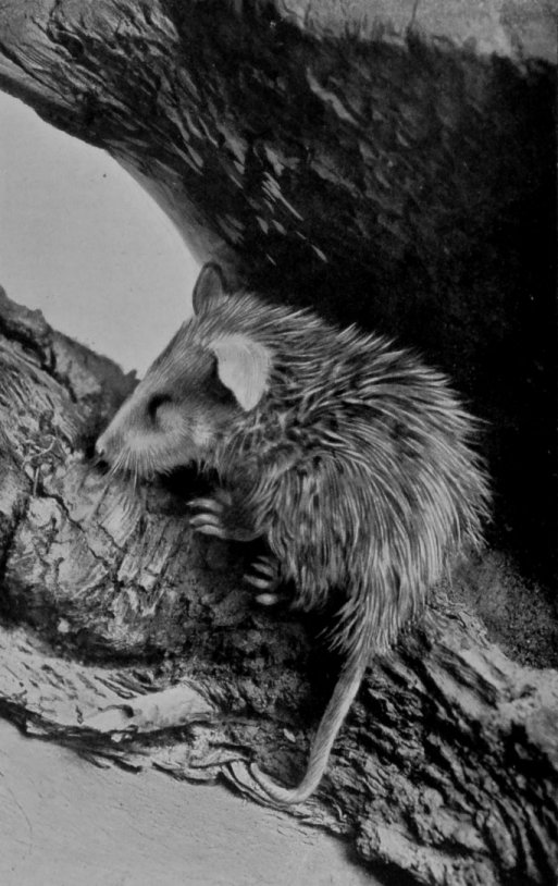 YOUNG OPOSSUM (NATURAL SIZE). YOUNG OPOSSUM (NATURAL SIZE).