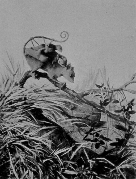 WOOLLY AMERICAN OPOSSUM. WOOLLY AMERICAN OPOSSUM.