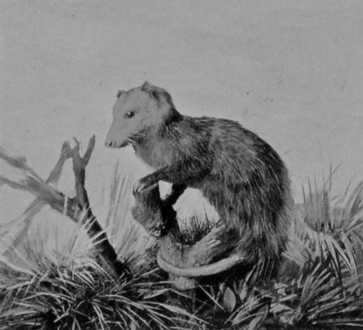COMMON OR VIRGINIAN OPOSSUM. COMMON OR VIRGINIAN OPOSSUM.
