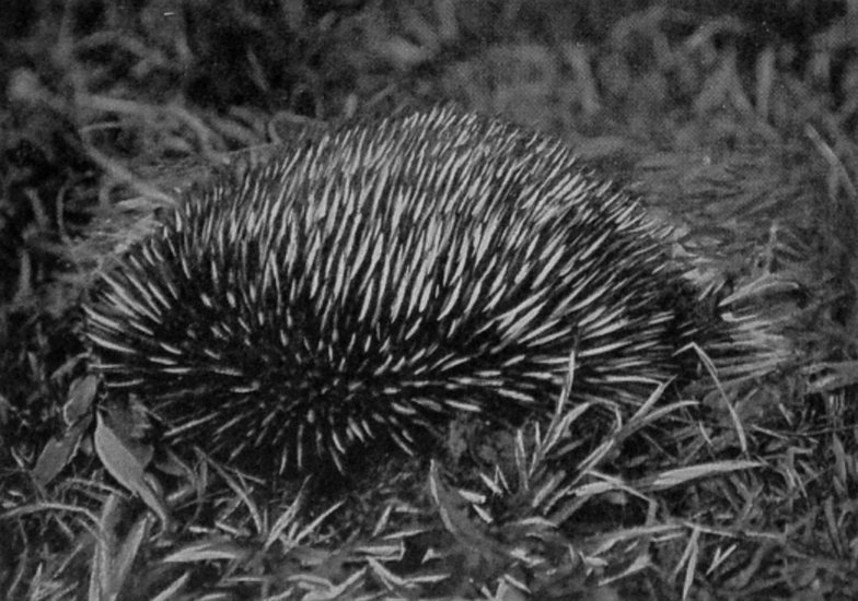 ECHIDNA, OR ANT-EATING PORCUPINE. ECHIDNA, OR ANT-EATING PORCUPINE.