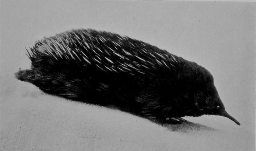 TASMANIAN ECHIDNA, OR PORCUPINE     ANT-EATER. TASMANIAN ECHIDNA, OR PORCUPINE     ANT-EATER.