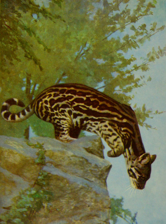 OCELOT FROM CENTRAL AMERICA. OCELOT FROM CENTRAL AMERICA.
