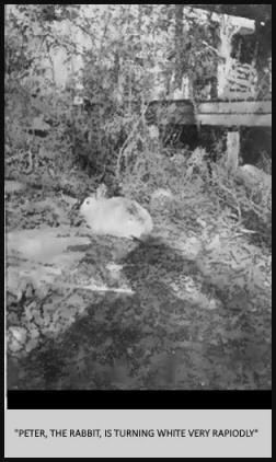 “Peter the rabbit, is turning white very rapidly” “Peter the rabbit, is turning white very rapidly”