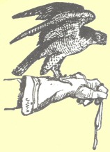 Peregrene falcon Peregrene falcon