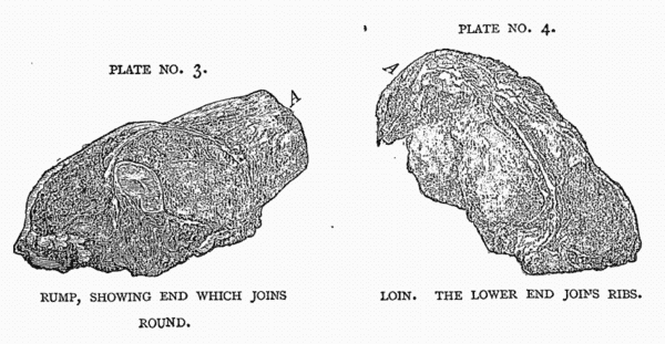 PLATE NO. 3. RUMP, SHOWING END WHICH JOINS ROUND. PLATE NO. 3. RUMP, SHOWING END WHICH JOINS ROUND.