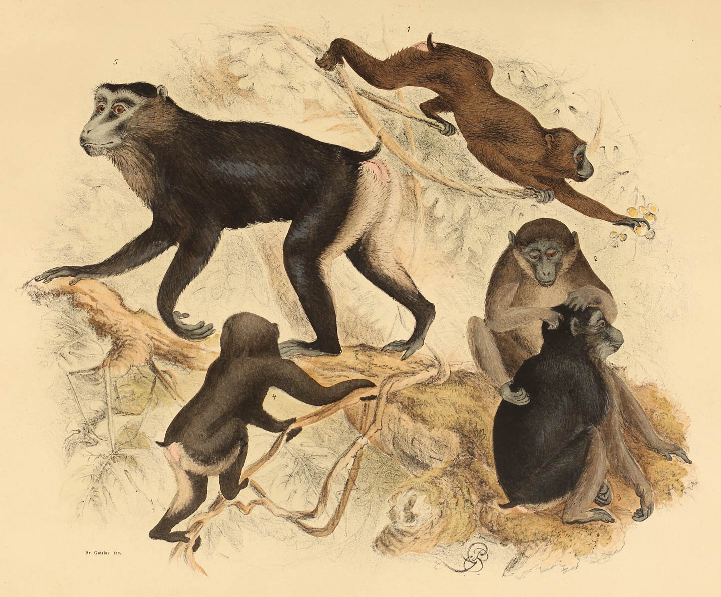 Macacus maurus F. Cuv.