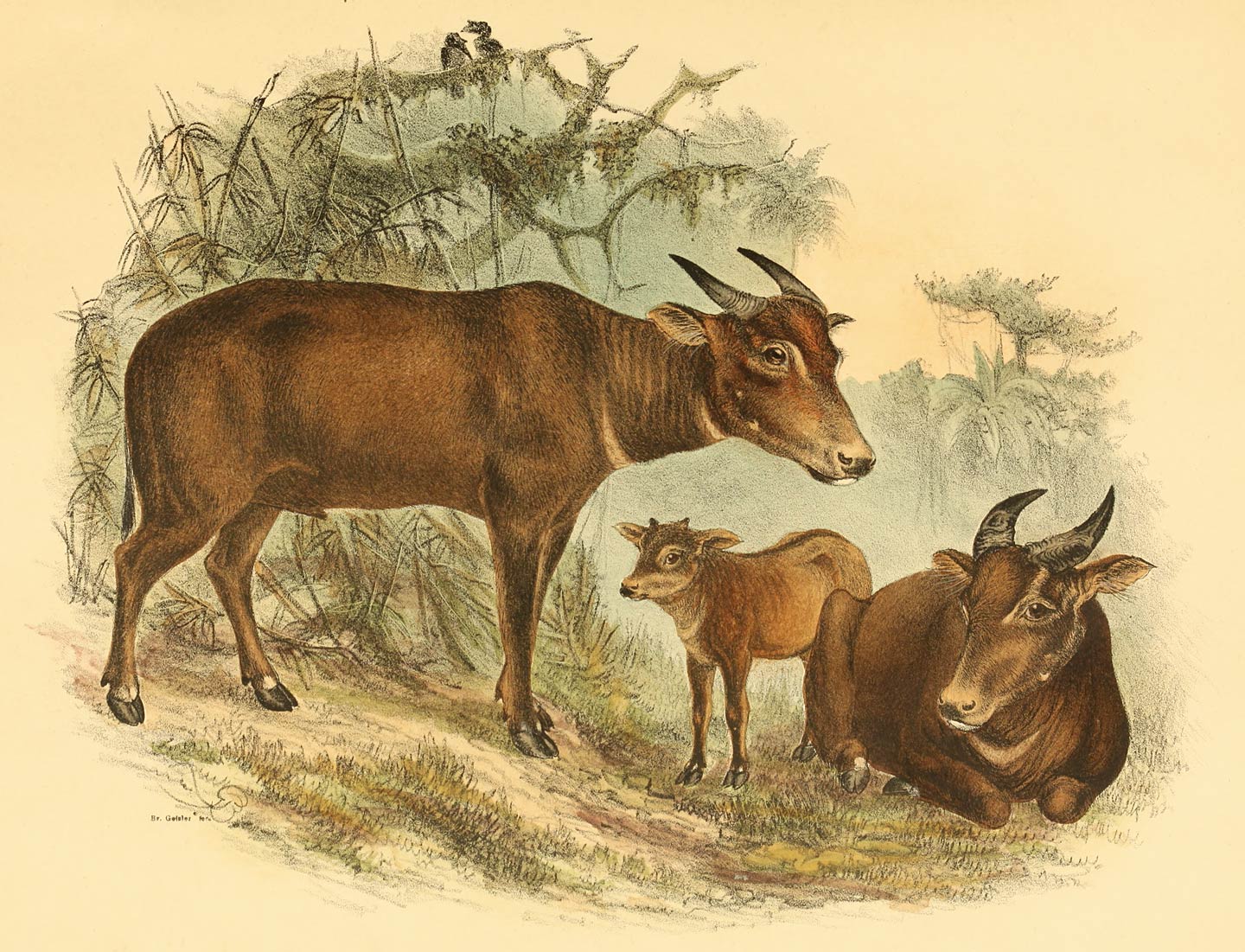 Bubalus mindorensis Heude