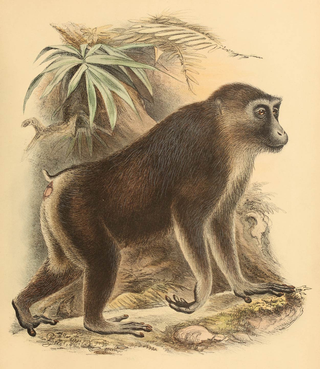 Macacus maurus F. Cuv.