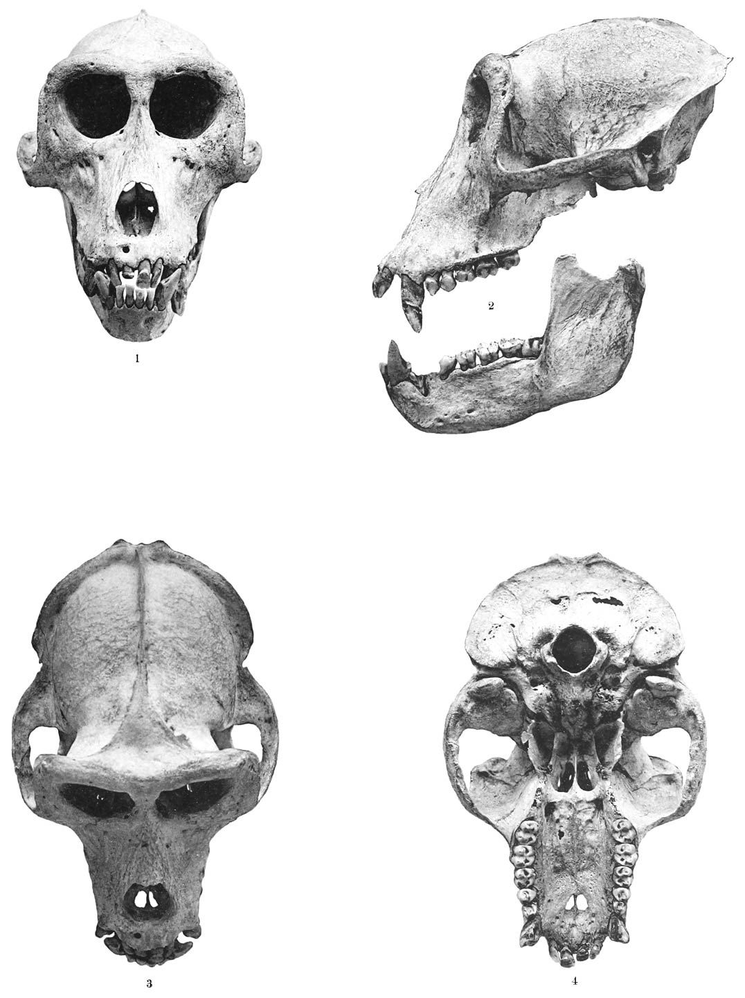 Macacus maurus F. Cuv.