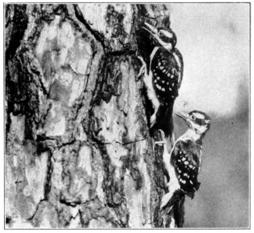 Young Southern Hairy