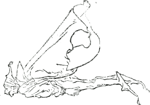 As for the doctor, he put on the cloak, and was soon with his two brothers