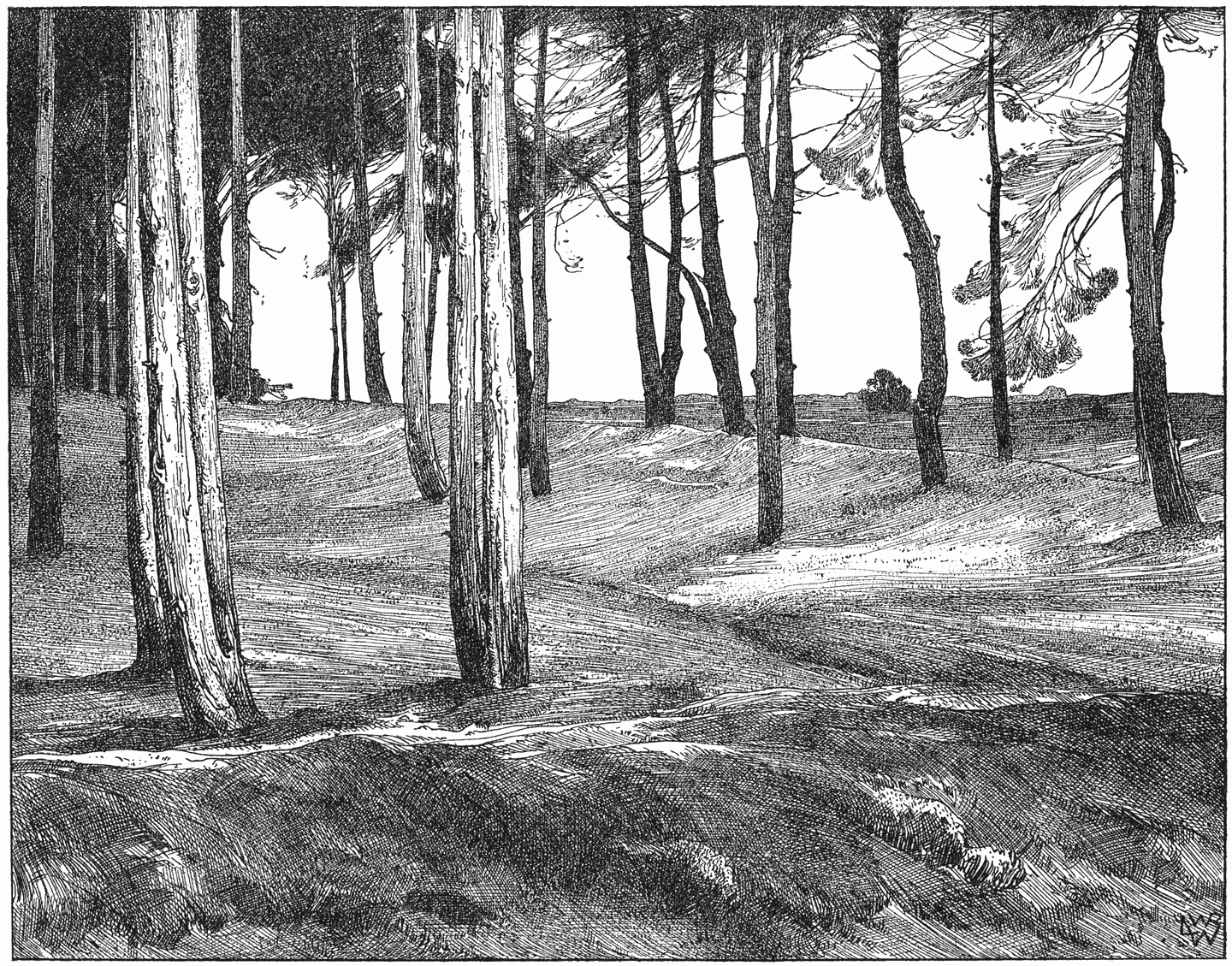 Dennenbosch in de Limburgsche heide.