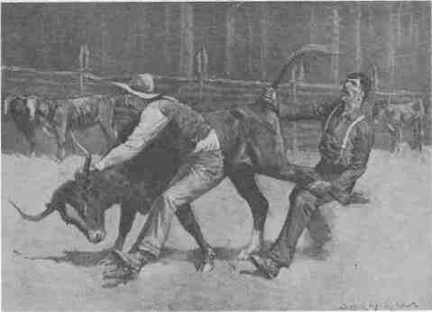 41 Cowboys Wrestling a Bull