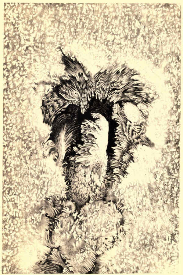 PLATE II.
A TYPICAL SUN-SPOT.
(AFTER LANGLEY.)