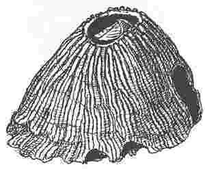 Tetraclita porosa, var. communis.